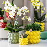 Kolibri Home | Citrus pot groen - Ø12cm - plantforyou.nl