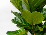 Ficus Lyrata struik XL - 230cm - ø40 - plantforyou.nl