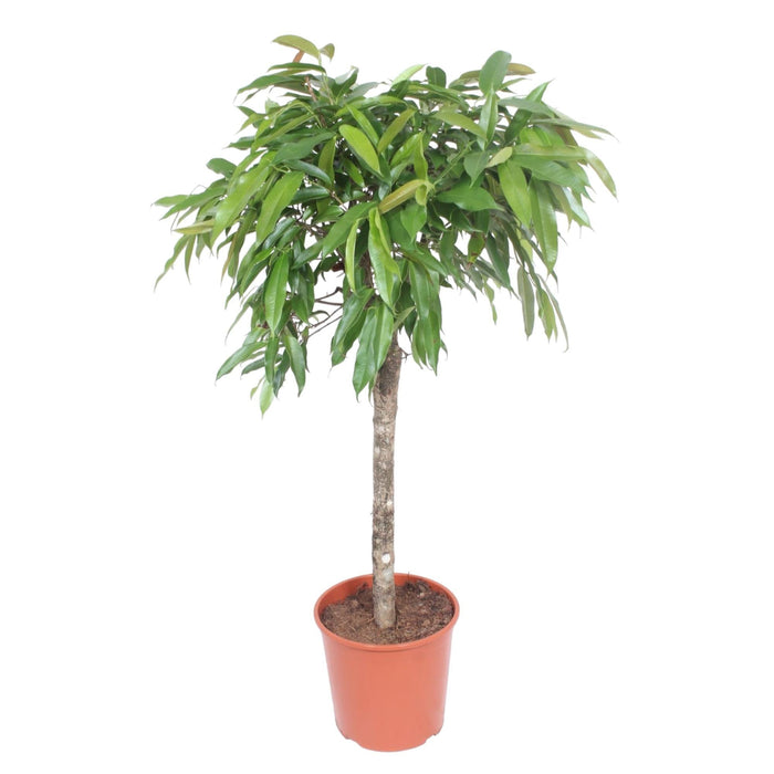 Ficus Amstel King - 140 cm - ø30 - plantforyou.nl