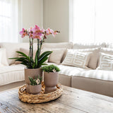 Kolibri Home | Diabolo pot sand - Ø6cm - plantforyou.nl