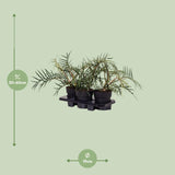 Philodendron Tortum - Ø19cm - ↕50cm - plantforyou.nl