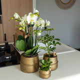 Kolibri Home | Groove bloempot - Gouden keramieken sierpot - potmaat - Ø6cm - plantforyou.nl