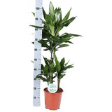 Dracaena Janet Lind Ø21cm - ↕90cm - plantforyou.nl