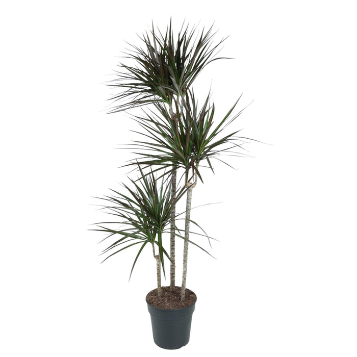 Dracaena Magenta - 150 cm - ø24 - plantforyou.nl