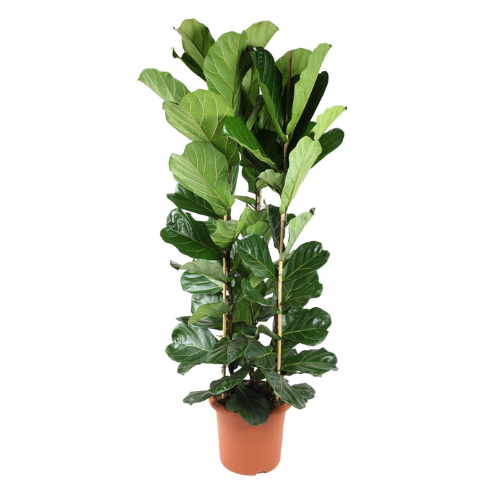 Ficus Lyrata struik - 240 cm - ø40 - plantforyou.nl
