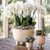 Kolibri Home | Gummy dish - plantforyou.nl
