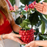 Kolibri Home | Berry pot - Ø9cm - plantforyou.nl