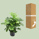 Philodendron Xanadu - Ø21cm - ↕80cm - plantforyou.nl