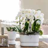 Kolibri Home | Diabolo pot white - Ø9cm - plantforyou.nl