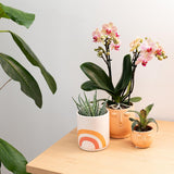 Kolibri Home | Rainbow peach bloempot - Crème keramieken sierpot met print - plantforyou.nl