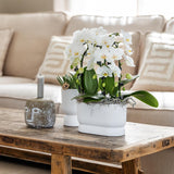 Kolibri Home | Diabolo pot white - Ø6cm - plantforyou.nl