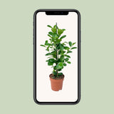 Ficus Moclamé P17 - Ø17cm - ↕70cm - plantforyou.nl