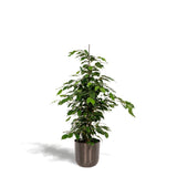 Ficus benjamina Danielle - ↨95cm - Ø21cm + Pot Mayk Lead - plantforyou.nl