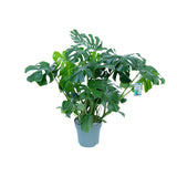 Monstera Deliciosa - Ø30cm - ↕100cm - plantforyou.nl
