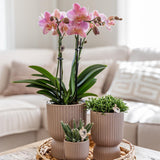Kolibri Home | Diabolo pot sand - Ø6cm - plantforyou.nl