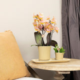 Kolibri Home | Retro khaki bloempot - khaki kleurige keramieken sierpot - Ø6cm - plantforyou.nl