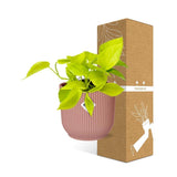 Epipremnum Pinnatum ‘Golden Pothos’ in ELHO Vibes Fold 14cm roze - plantforyou.nl