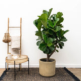 Ficus Lyrata vertakt XXL - 230cm - ø40 - plantforyou.nl