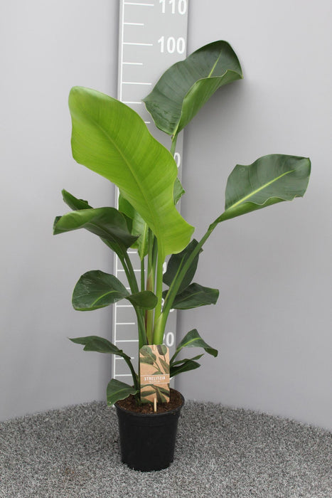 Strelitzia Nicolai P17 2pp - Ø17cm - ↕70cm - plantforyou.nl
