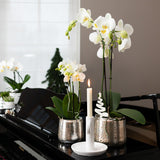 Kolibri Home | Luxury bloempot - Zilveren keramieken sierpot - Ø6cm - plantforyou.nl
