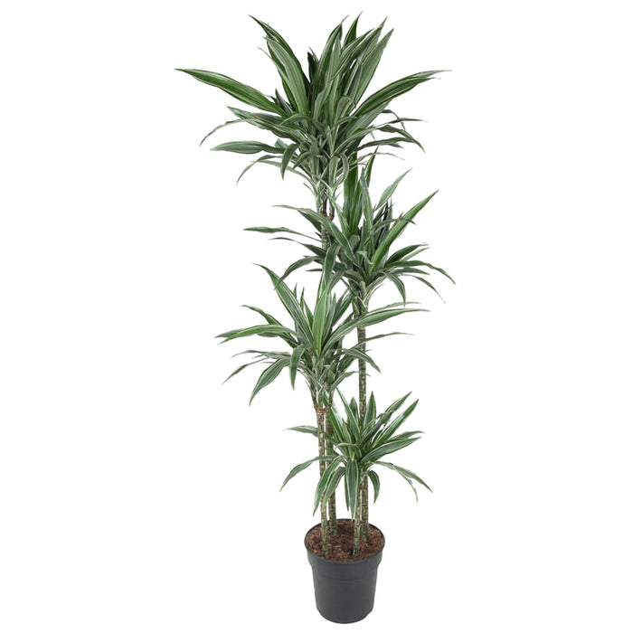 Dracaena Warneckei - 190 cm - ø27 - plantforyou.nl