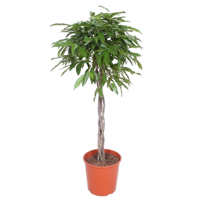 Ficus Amstel King gevlochten stam - 150 cm - ø30 - plantforyou.nl