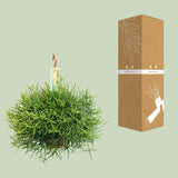 Rhipsalis Heteroclada (Coral Cactus) ↑ 40 cm - plantforyou.nl