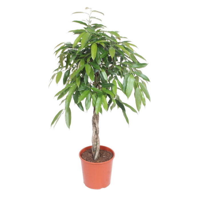 Ficus Amstel King gevlochten stam - 140 cm - ø30 - plantforyou.nl