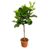 Ficus Lyrata boom XXL - 210 cm - ø40 - plantforyou.nl
