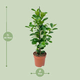 Ficus Moclamé P17 - Ø17cm - ↕70cm - plantforyou.nl