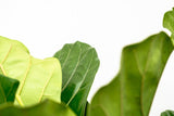 Ficus Lyrata vertakt XL - 200cm - ø32 - plantforyou.nl