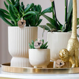 Kolibri Company | Gift set Luxury Living| Plantenset met witte Phalaenopsis Orchidee en Succulenten incl. keramieken sierpotten - plantforyou.nl