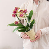 Kolibri Home | Retro khaki bloempot - khaki kleurige keramieken sierpot - Ø9cm - plantforyou.nl
