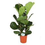 Ficus Lyrata - Ø24cm - ↕120cm - plantforyou.nl