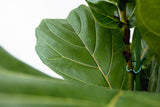 Ficus Lyrata struik XL - 230cm - ø40 - plantforyou.nl