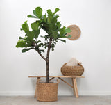 Ficus Lyrata boom - 180cm - ⌀30 - plantforyou.nl