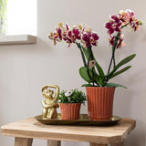 Kolibri Home | Retro terracotta bloempot - terracotta kleurige keramieken sierpot - Ø9cm - plantforyou.nl