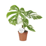 Monstera Deliciosa Variegata - Ø15cm - ↕45cm - plantforyou.nl