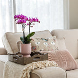 Kolibri Home | Diabolo pot pink - Ø6cm - plantforyou.nl