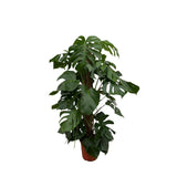 Monstera Pertusum - 120 cm - ø24 - plantforyou.nl