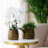 Kolibri Greens | Planten set - met 3 Rhipsalis mix - incl. keramieken sierpotten | potmaat Ø9cm - plantforyou.nl
