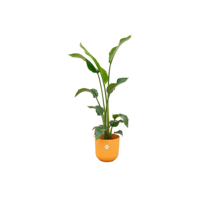 Combi deal - Strelitzia Nicolai inclusief elho Jazz Round geel Ø23 - 100 cm - plantforyou.nl