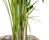 Kentia palm - 180cm - ⌀24 - plantforyou.nl