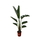 Strelitzia Augusta - 210cm - ⌀30 - plantforyou.nl