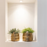 Kolibri Greens | Planten set - met 3 Rhipsalis mix - incl. keramieken sierpotten | potmaat Ø9cm - plantforyou.nl