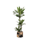 Dracaena Janet Lind Ø24cm ↕120cm in Albury BLACK print mand - plantforyou.nl