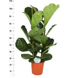 Ficus Lyrata - Ø24cm - ↕120cm - plantforyou.nl