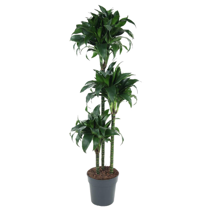 Dracaena Tatuade - 140 cm - ø24 - plantforyou.nl
