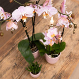 Kolibri Home | Glazed bloempot - Roze keramieken sierpot met glans - Ø6cm - plantforyou.nl