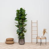 Ficus Lyrata struik XL - 230cm - ø40 - plantforyou.nl